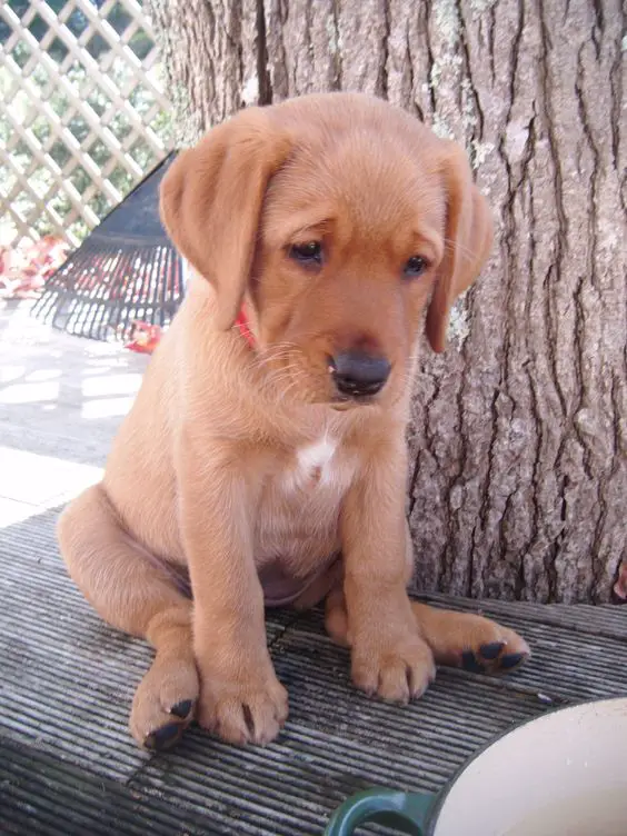 A Fox Red Lab Puppy sitting on the bench with its sad face