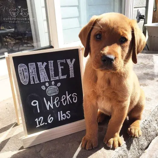 A Fox Red Lab Puppy sitting in the front porch with a black board that reads - Oakly, 9 weeks 12.6 lbs