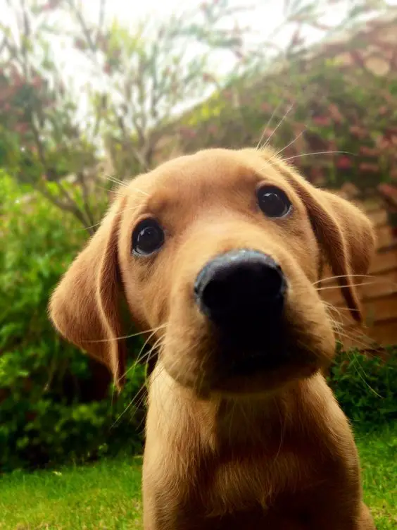 A Fox Red Lab Puppy in the yard with its curious face