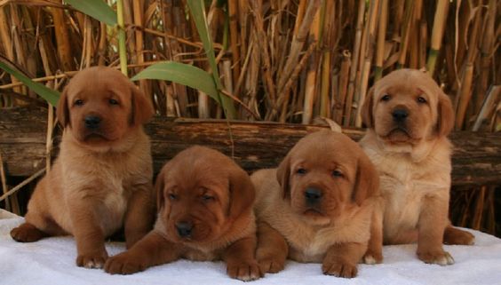 four Fox Red Lab Puppies sitting on top of the bench in the garden