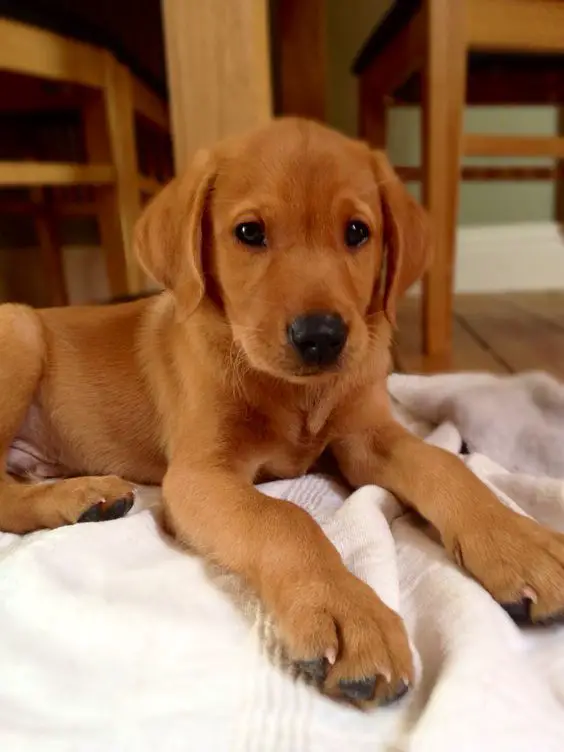 A Fox Red Lab Puppy lying on the towel on the floor