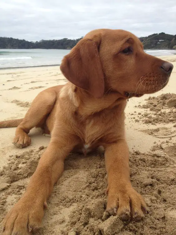 A Fox Red Lab Puppy lying in the sand while looking sideways