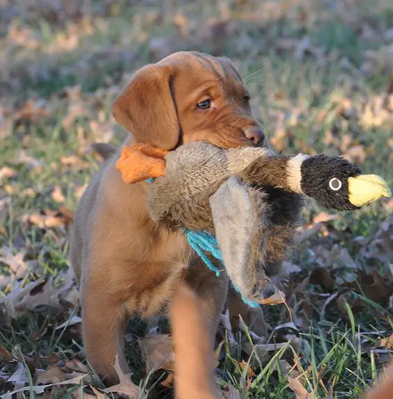 A Fox Red Lab Puppy walking in the grass while carrying its goose stuffed toy