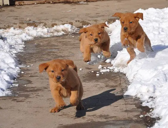 three Fox Red Lab Puppies running in the pathway