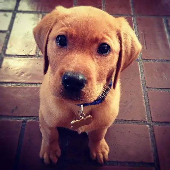 A Fox Red Lab Puppy sitting on the floor with its begging face