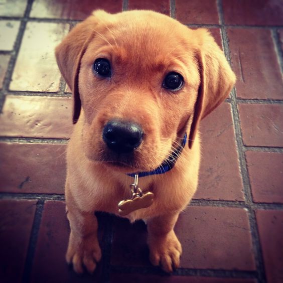 A Fox Red Lab Puppy sitting on the floor with its begging face