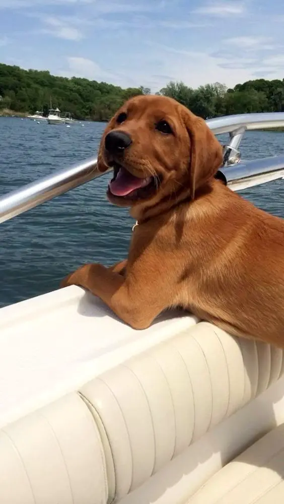 A Fox Red Lab Puppy inside the boat while smiling