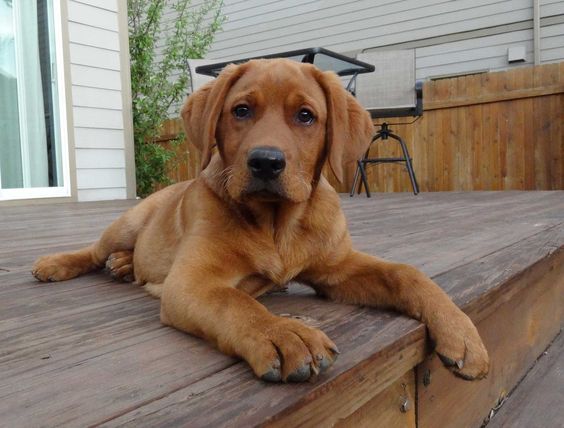A Fox Red Lab Puppy lying in the front porch with its sad face