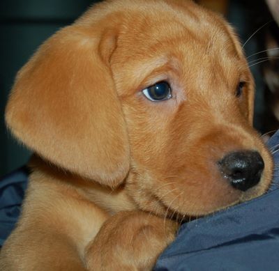 A Fox Red Lab Puppy in the bed with its sad face