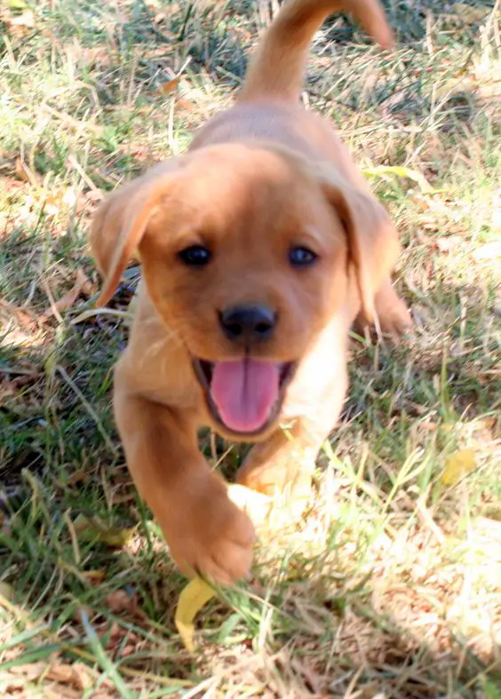 A Fox Red Lab Puppy walking in the grass while smiling