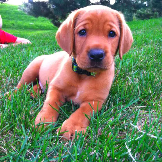 A Fox Red Lab Puppy lying in the grass