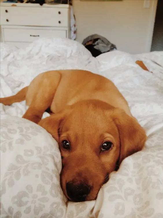 A Fox Red Lab Puppy lying on the bed