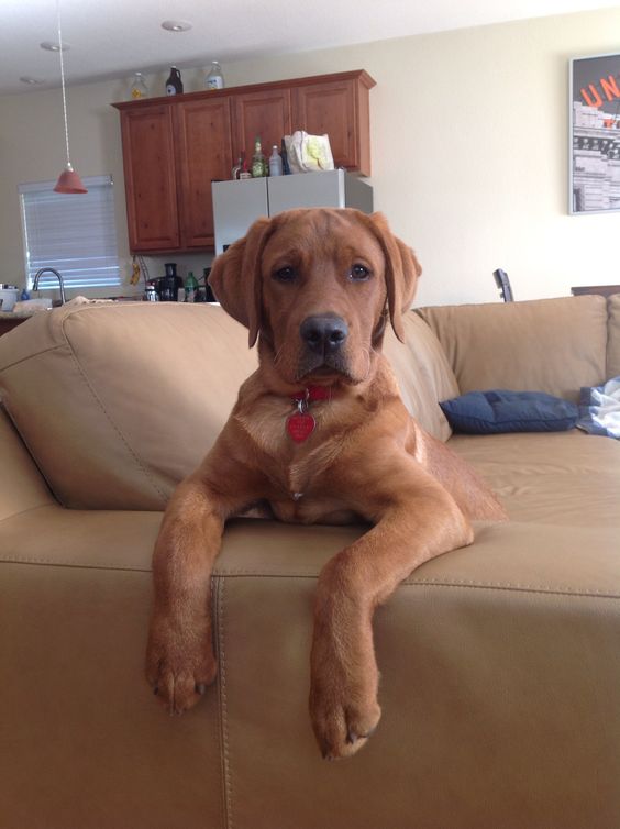 A Fox Red Lab Puppy lying on the couch