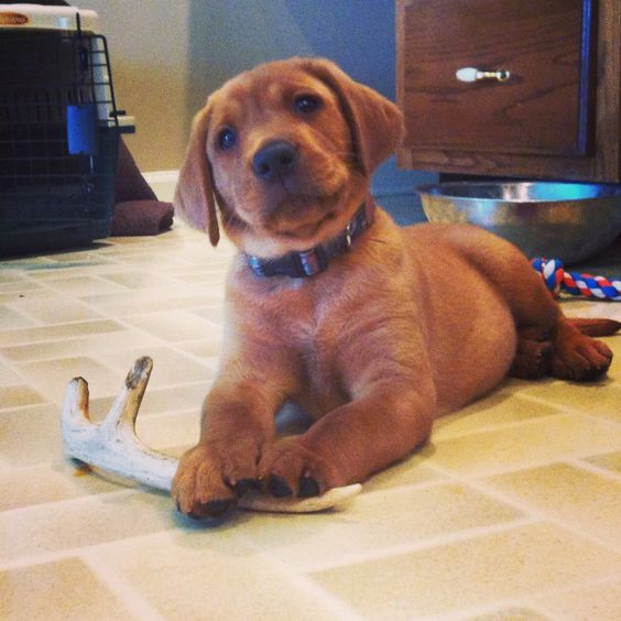 A Fox Red Lab Puppy lying on the floor with its stick