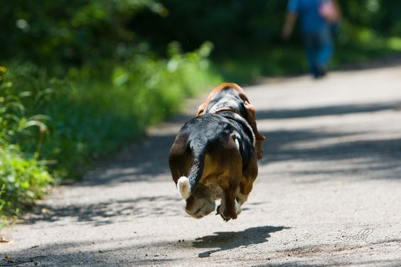 A Basset Hound running on the road