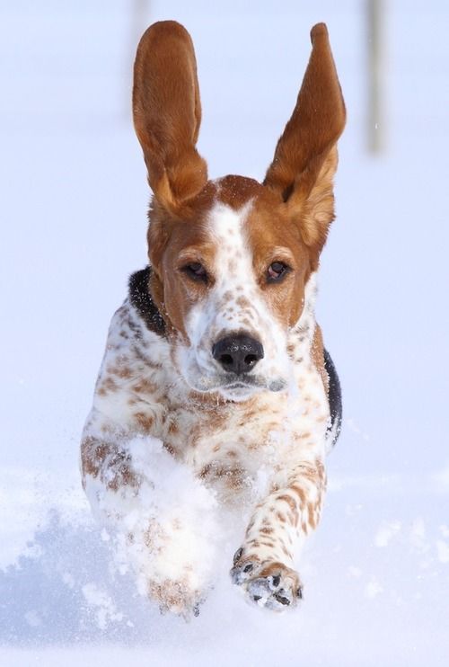 A Basset Hound running in snow with its ears up