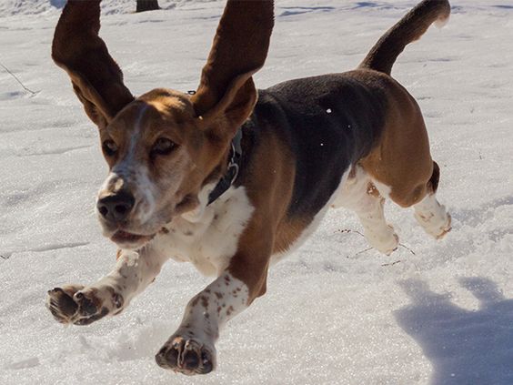 A Basset Hound running in snow