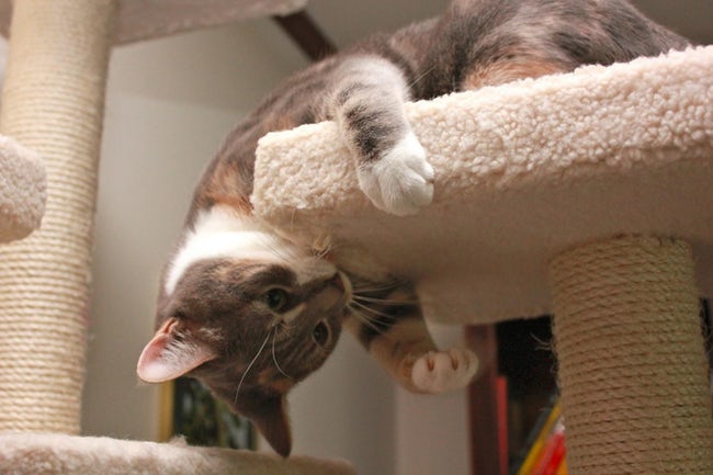 A cat lying on top of its platform while looking under