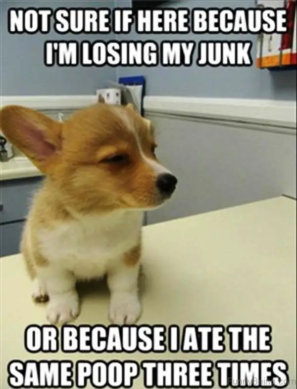 corgi puppy sitting on the table while looking sideways with its confused face photo with a text 