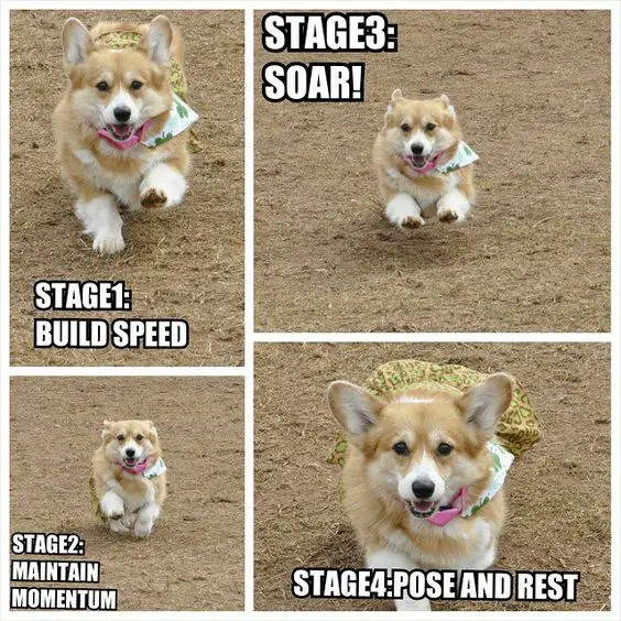 collage photo of a Corgi running in 4 stages from Build speed-Maintain momentum-soar-pose and rest