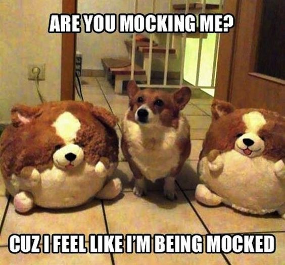 Corgi in between two fat corgi stuffed toy with a text 