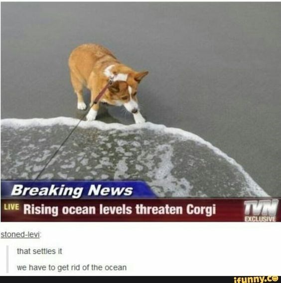 Corgi afraid of ocean rising level by the seashore in a breaking news 