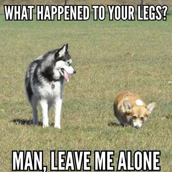 Corgi walking at the park beside a husky photo with a text 