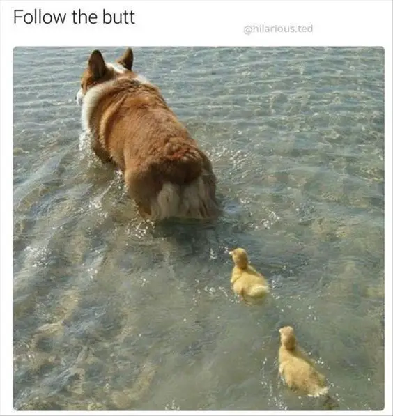 Corgi walking on the water with ducklings following him photo and a text 