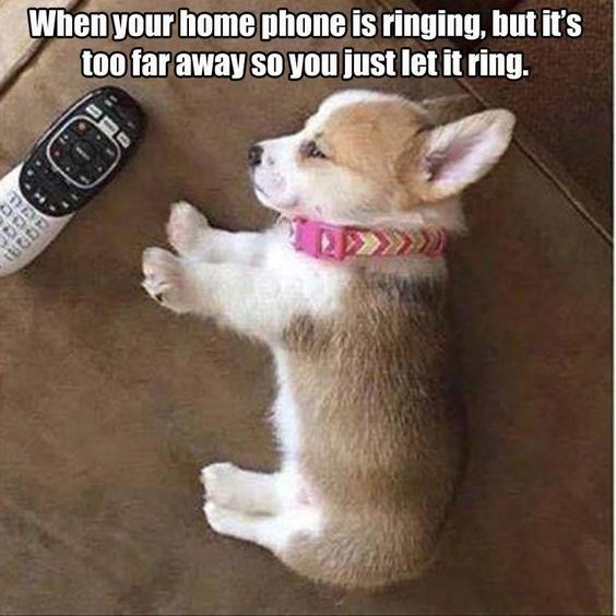Corgi lying on the couch beside a phone photo with a text