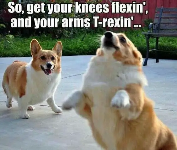 Corgi standing up photo with a text 