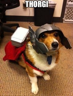 Corgi in thor costume with a text 