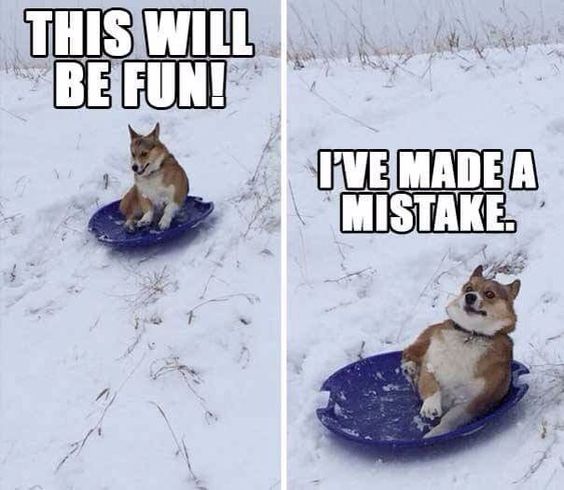 Corgi sliding in snow photo collage with a text 