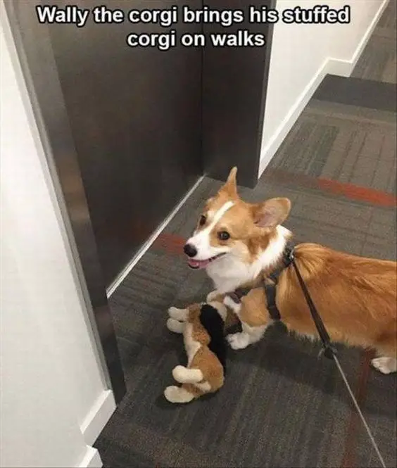 Corgi with its toy on the floor in front if the door photo with a text 