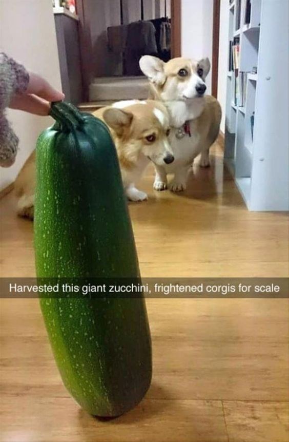 scared Corgis with a zucchini photo with a text 