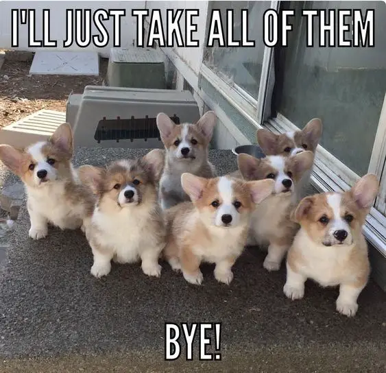 sever Corgi puppies sitting on the table outdoors with a text 