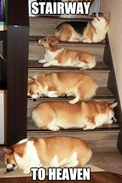 five Corgis sleeping on the stairs with a text 