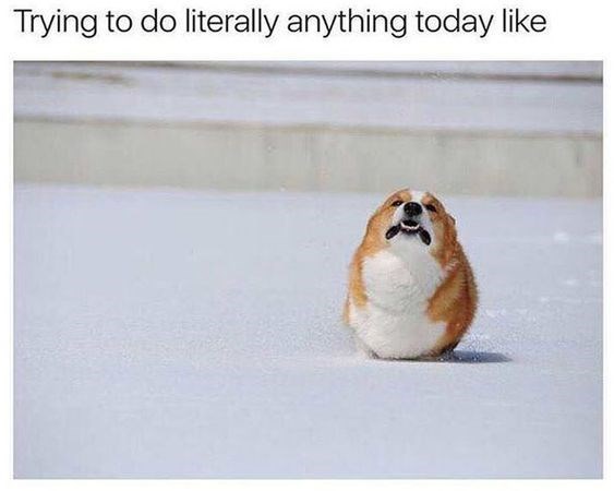 tired fat Corgi running in snow photo with a text