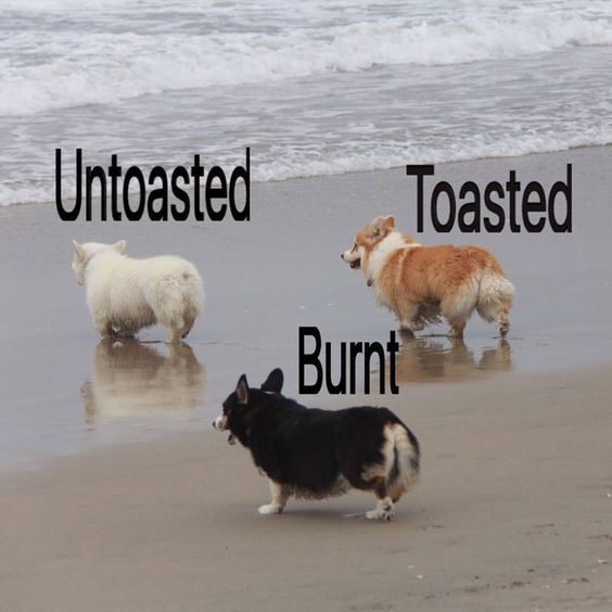 three Corgis by the seashore with the white one labelled as 