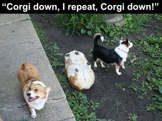 three dogs with two while one is lying on its back in the ground and the other one is looking up with a text