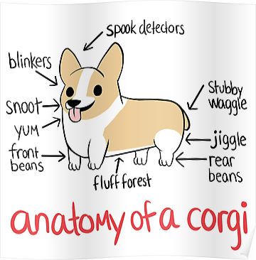 anatomy of Corgi photo