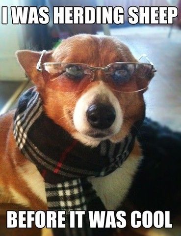 Corgi wearing a scarf and sunglass photo with a text 