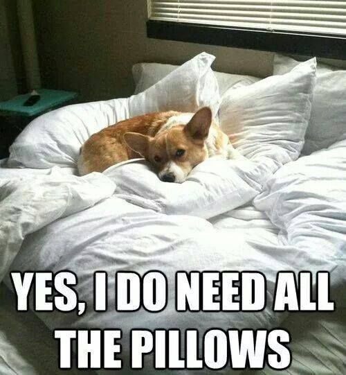Corgi lying on the bed photo with a text