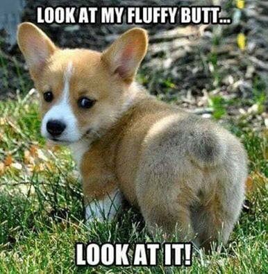 Corgi walking in the garden looking back photo with a text 
