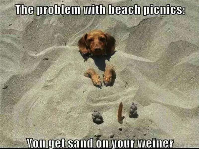 Dachshund buried in the sand photo with text - The problem with beach picnics: You get sand on your weiner