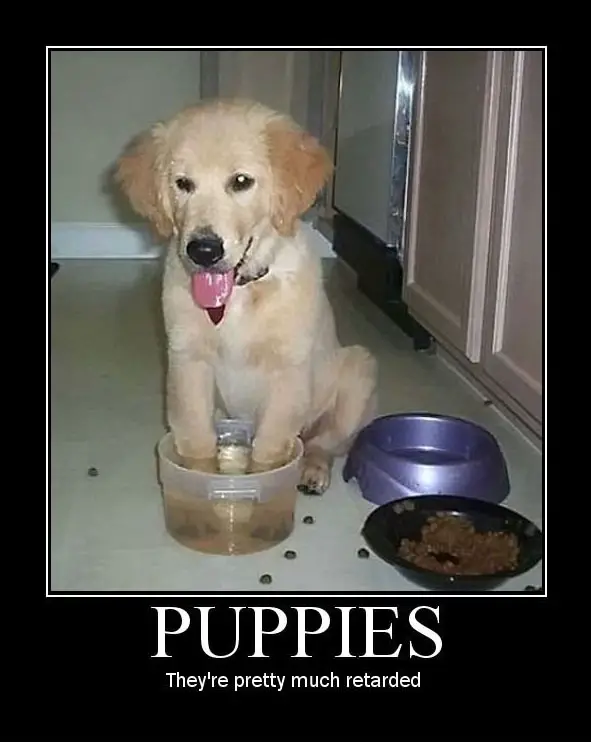 a golden retriever puppy sitting on the floor with its paw in the bowl of water photo with caption - Puppies, they're pretty much retarded
