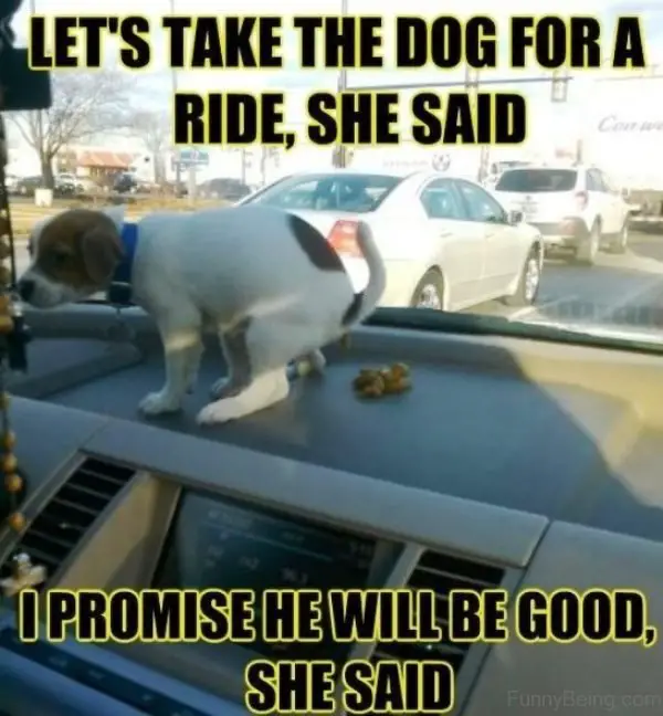 A jack russell puppy pooping in the dashboard in side the car photo with a text 