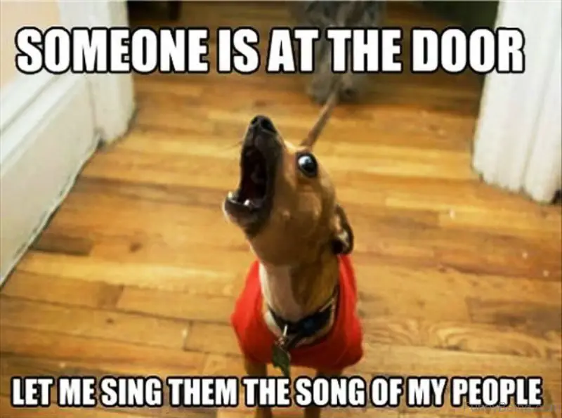 a chihuahua standing on the floor while barking photo with text -Someone is at the door. Let me sing them the song of my people