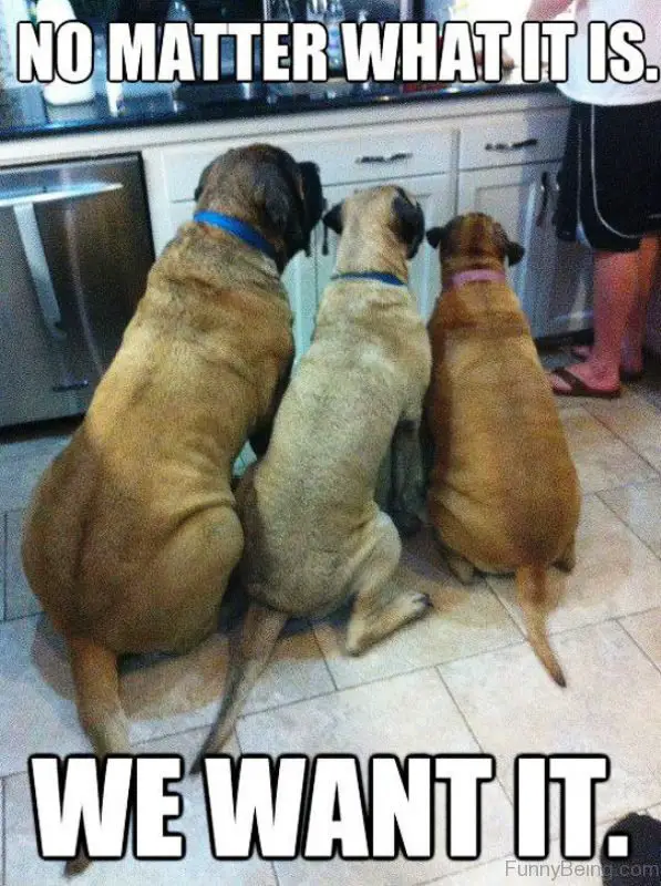 three dogs sitting on the kitchen floor while looking at the food being prepared by a man photo with a text 