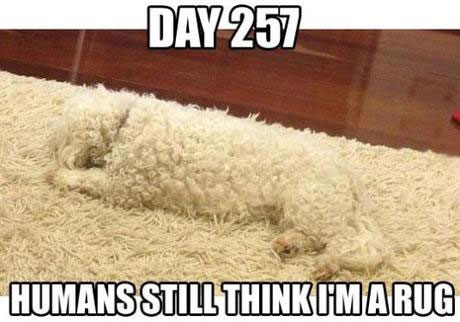 A curly cream small dog lying in the cream furry carpet photo with text - day 257 humans still think I'm a rug