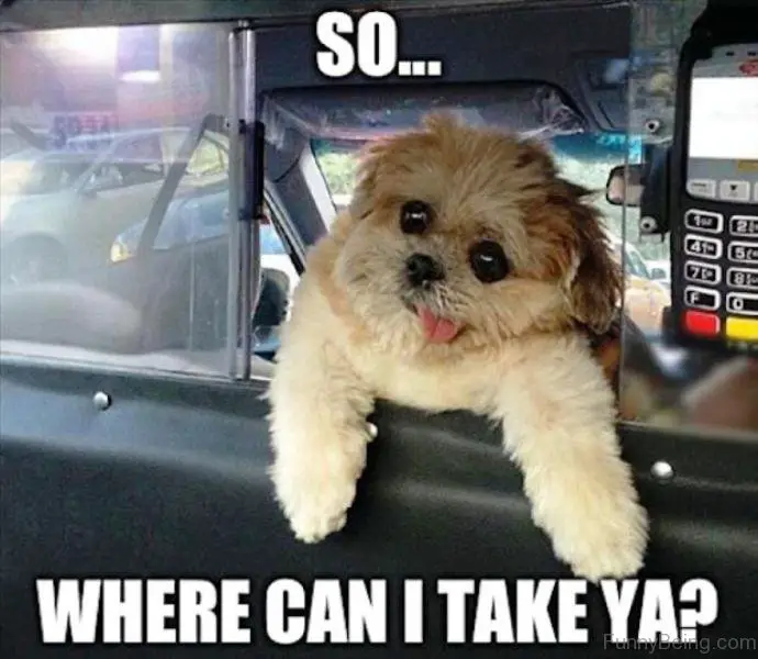 an adorable dog standing behind the passenger car compartment in the driver's seat while tilting its head and sticking its tongue photo with a text 